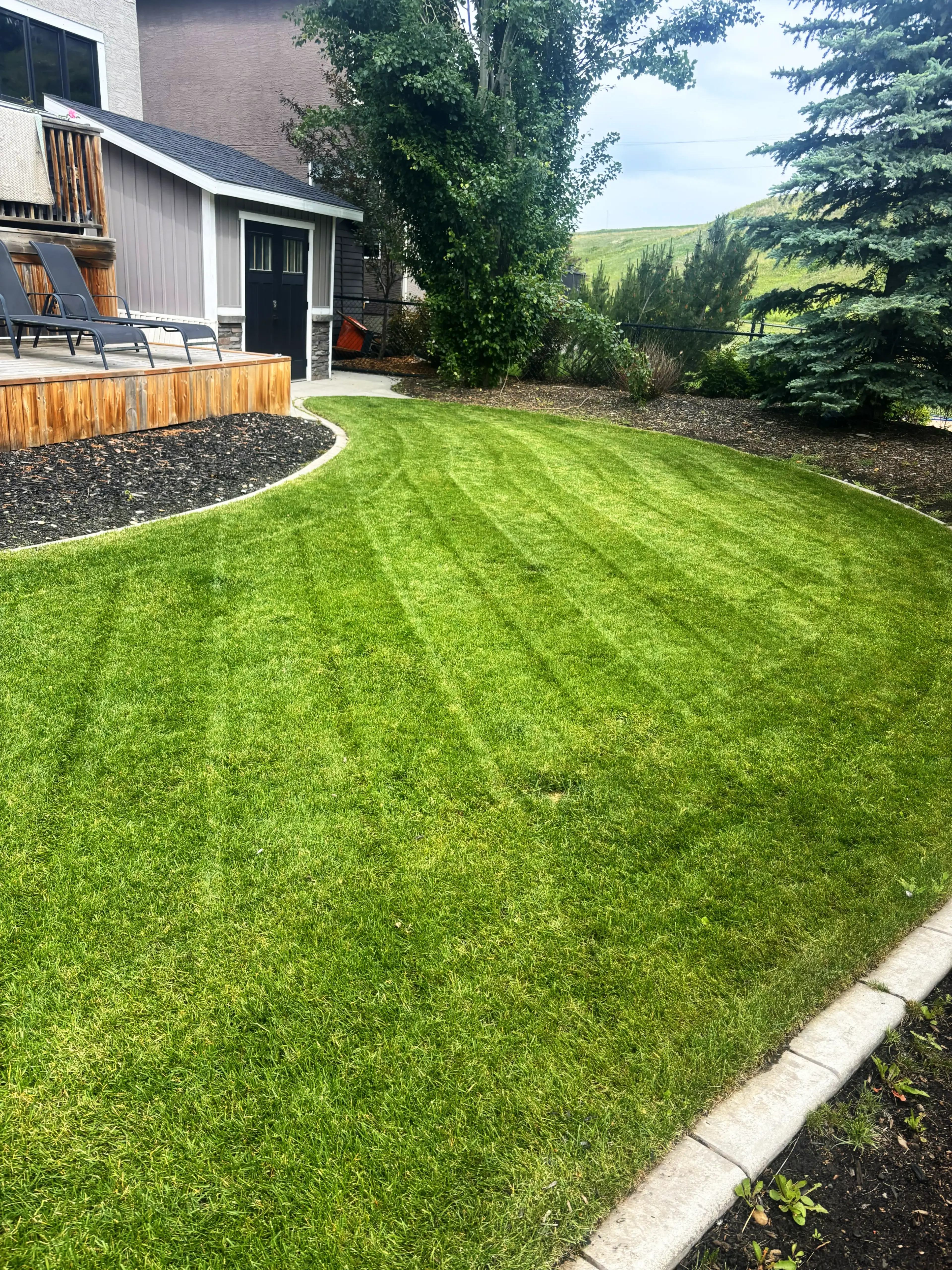Lush green landscaped backyard in Calgary